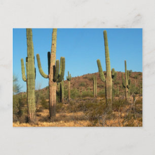 Saguaro cactus postcard