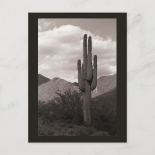 Saguaro Cactus Sonoran Desert B&W Photo Postcards