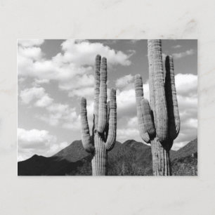 Saguaro Cactus Sonoran Desert B&W Photo Postcards