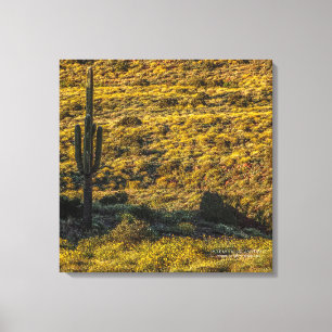Saguaro Cactus Sonoran Desert In Springtime 24x24 Canvas Print