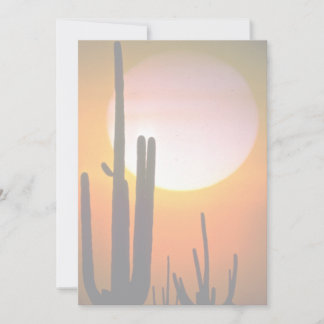 Saguaro cactus, Sonoran Desert, U.S.A. Desert