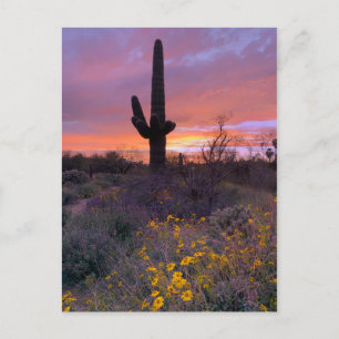 Saguaro Cactus Sunset No1 Postcard