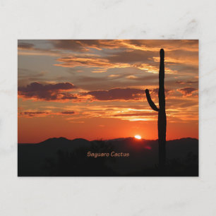 Saguaro Cactus, Sunset, Postcard