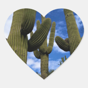Saguaro Cactus Trio / Blue Sky / Envelope Seals