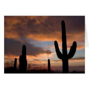 Saguaro Desert Sunset