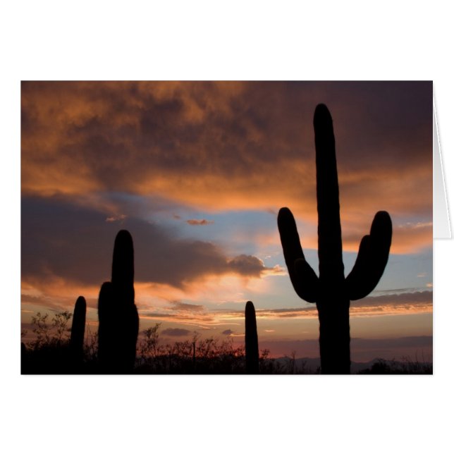 Saguaro Desert Sunset (Front Horizontal)
