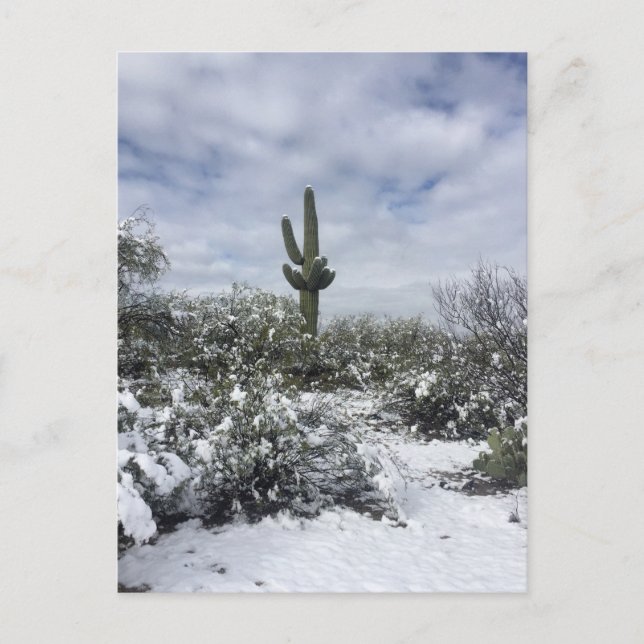 Saguaro in the Snow Postcard (Front)