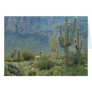 Saguaro National Park , Arizona