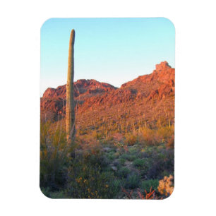 Saguaro national park magnet