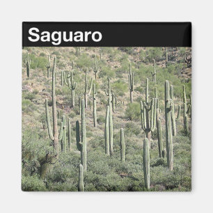 Saguaro National Park Magnet