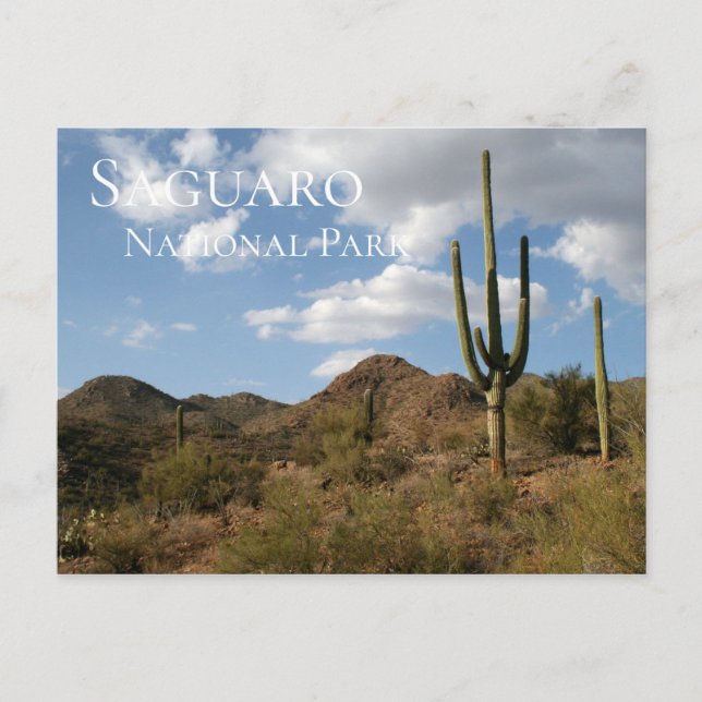 Saguaro National Park Postcard (Front)
