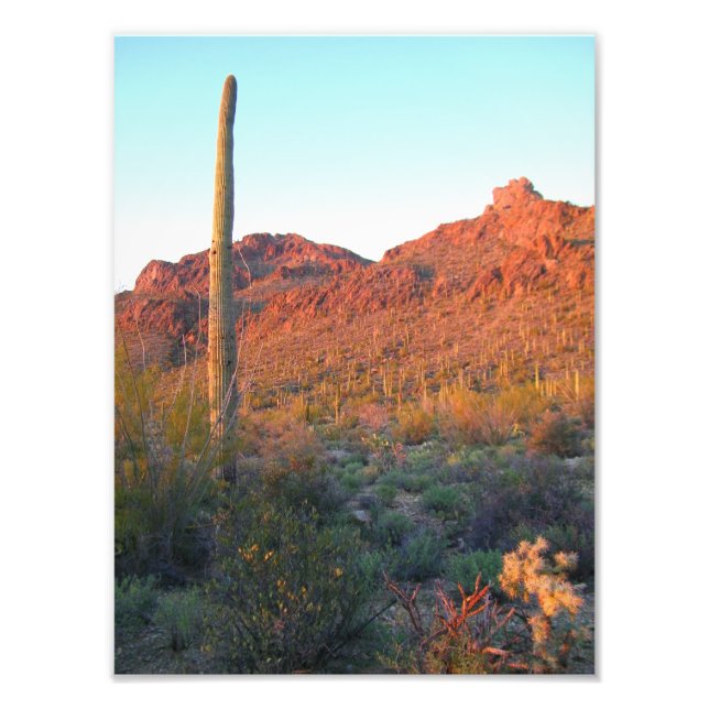 Saguaro National park sunset Photo Print (Front)