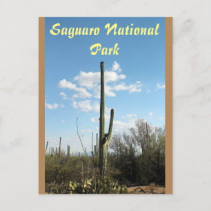 Saguaro National Park, Tuscon Arizona Postcard