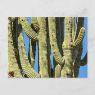 Saguaro Postcard