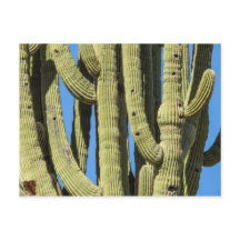 Saguaro Postcard