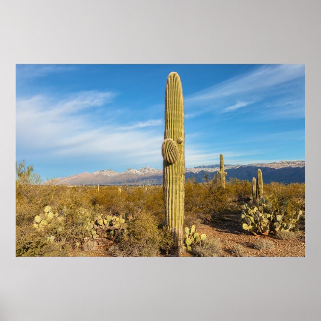 Saguaro Poster (Front)