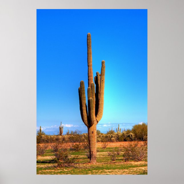 Saguaro Poster (Front)