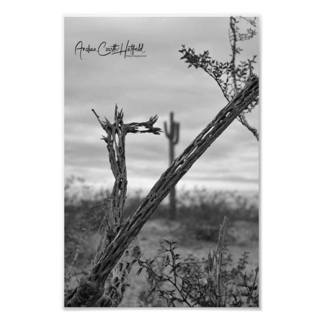 Saguaro square photo print (Front)