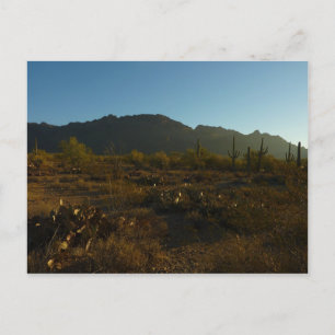 Saguaro Sunrise at Saguaro National Park Postcard
