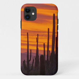 Saguaro, sunset, Saguaro National Park iPhone 11 Case