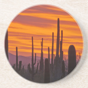 Saguaro, sunset, Saguaro National Park Coaster