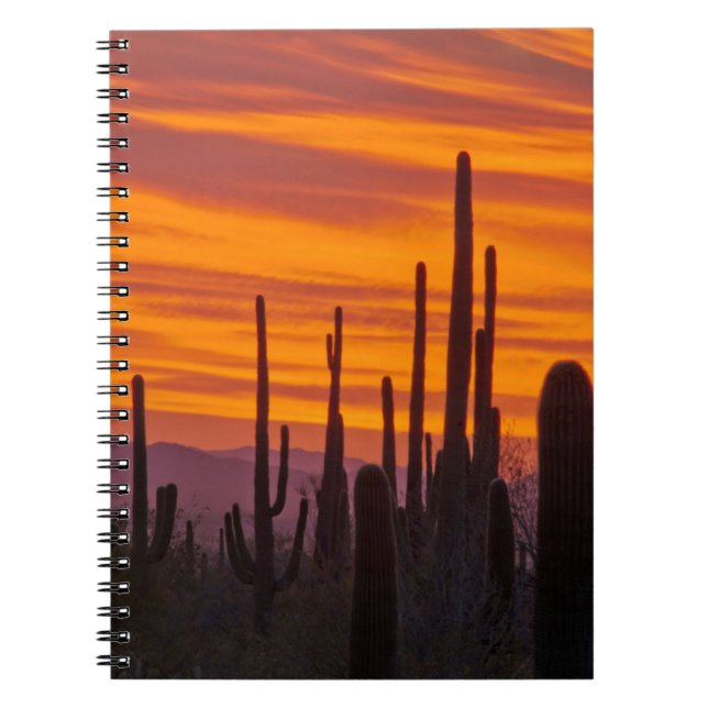 Saguaro, sunset, Saguaro National Park Notebook (Front)