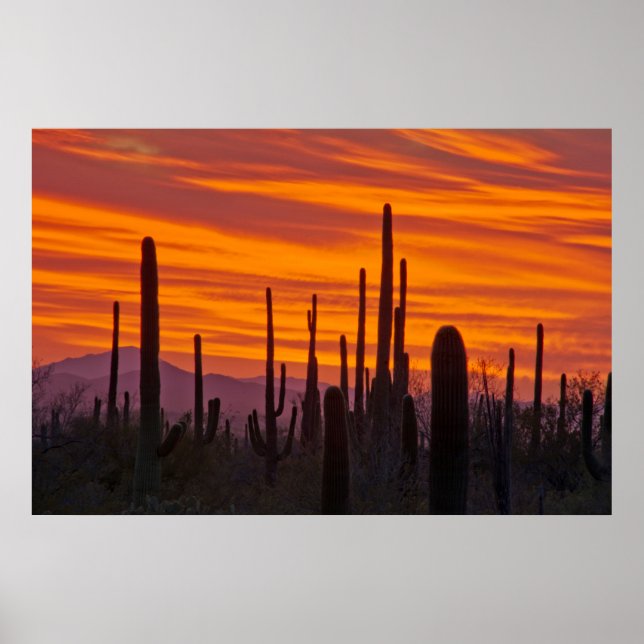 Saguaro, sunset, Saguaro National Park Poster (Front)