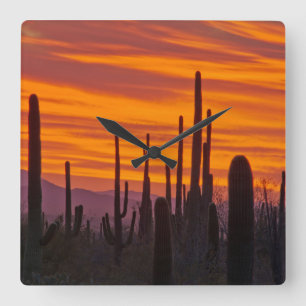 Saguaro, sunset, Saguaro National Park Square Wall Clock
