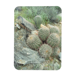 Saguaro Swirl Cactus Decorative Fridge Magnet