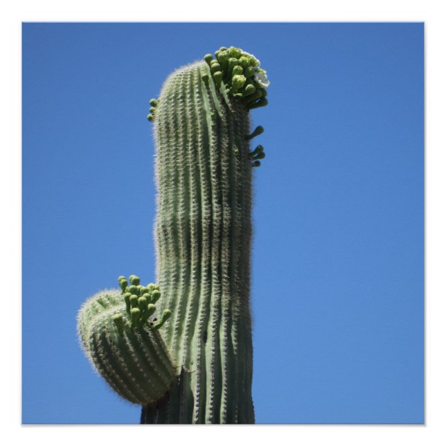 Saguaro Top Poster (Front)