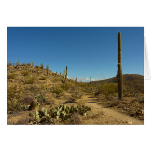 Saguaro's Carillo Trail in Saguaro National Park