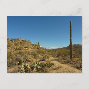 Saguaro's Carillo Trail in Saguaro National Park Postcard
