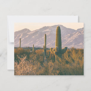 Saguaros National Park Landscape Scenery  Postcard