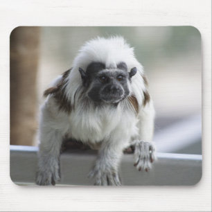 Saguinus oedipus mouse pad