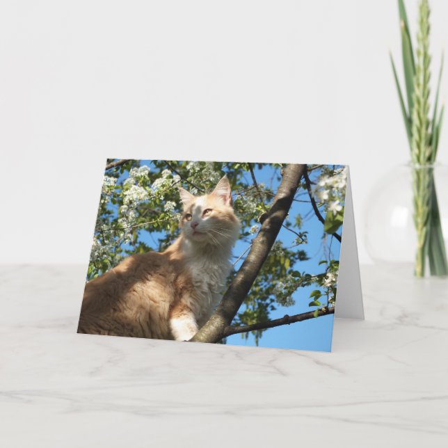 Sahara Cat In A Tree Greeting Card (Front)