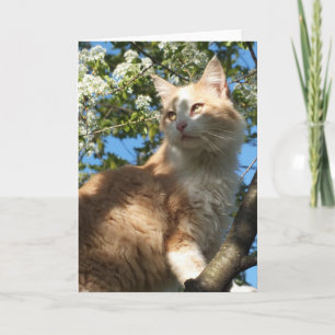 Sahara Cat In A Tree Greeting Card