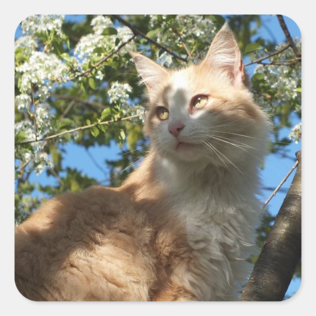 Sahara Cat In A Tree Stickers (Front)