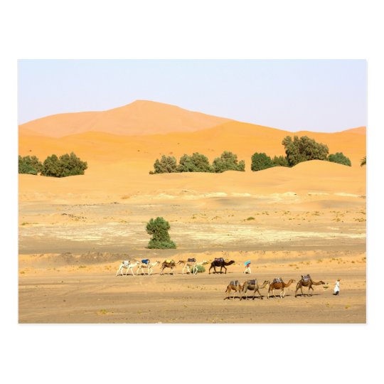 Sahara Desert - Camels and Erg Chebbi Postcard
