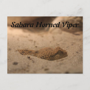 Sahara Horned Viper Postcard