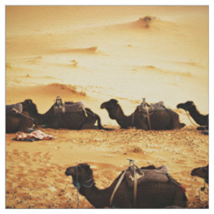 Sahara Themed, Lineup Of Camels In Golden Sand Sah Fabric