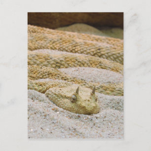 Saharan Horned Desert Viper Cerastes Cerastes Postcard