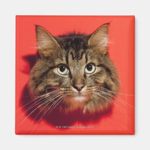 Saiberian cat magnet