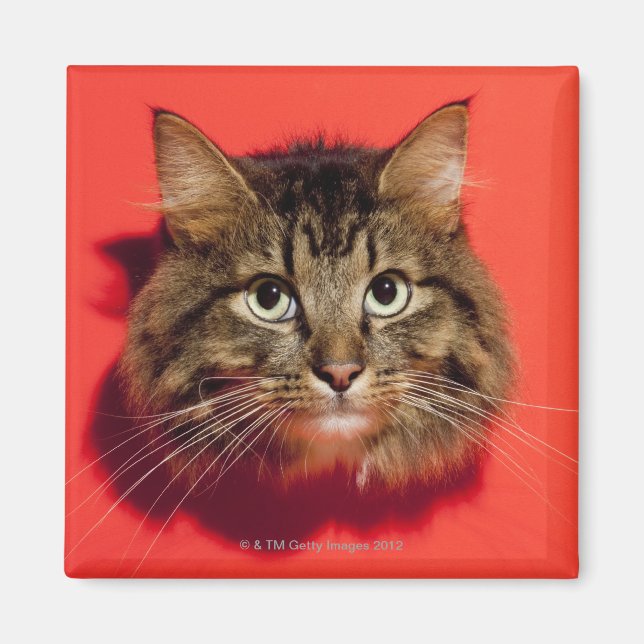 Saiberian cat magnet (Front)