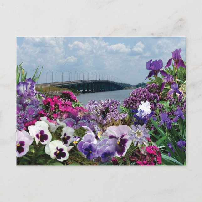 Sailboat bridge and flowers 15r1 postcard (Front)