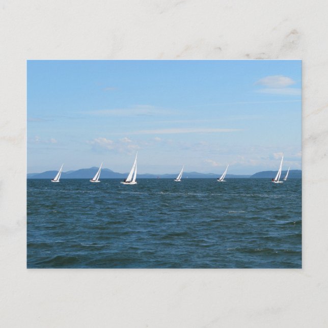Sailboat Races Postcard (Front)
