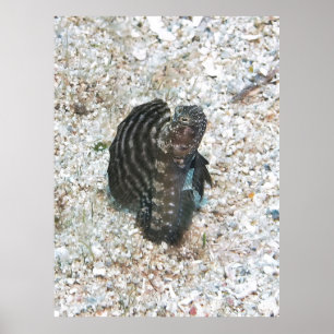 Sailfin Blenny Poster