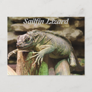 Sailfin Lizard Postcard