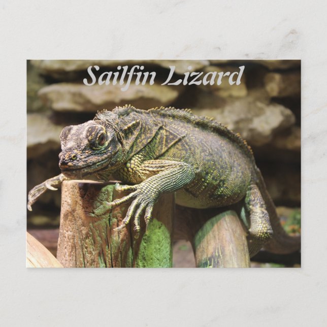 Sailfin Lizard Postcard (Front)