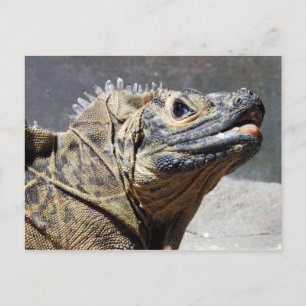 Sailfin Lizard Postcard