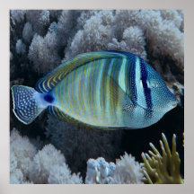 Sailfin Tang